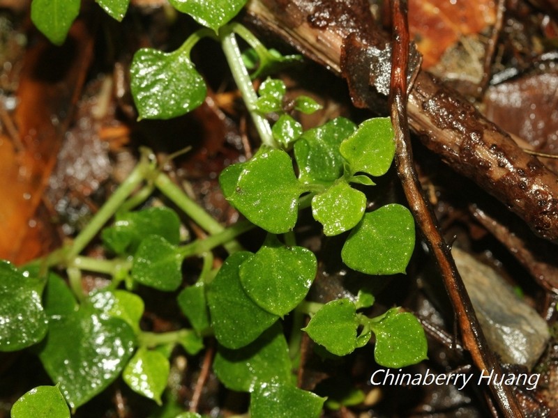 Nubelaria arisanensis photo 2