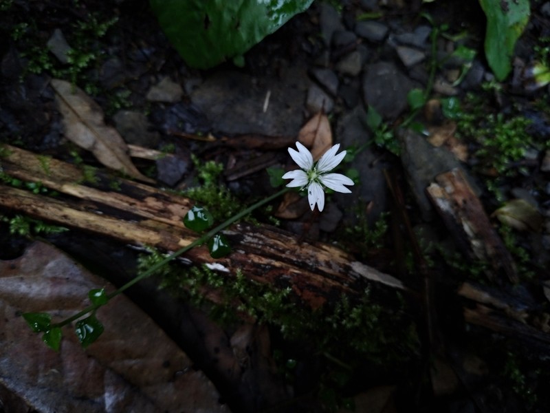 Nubelaria arisanensis photo 3