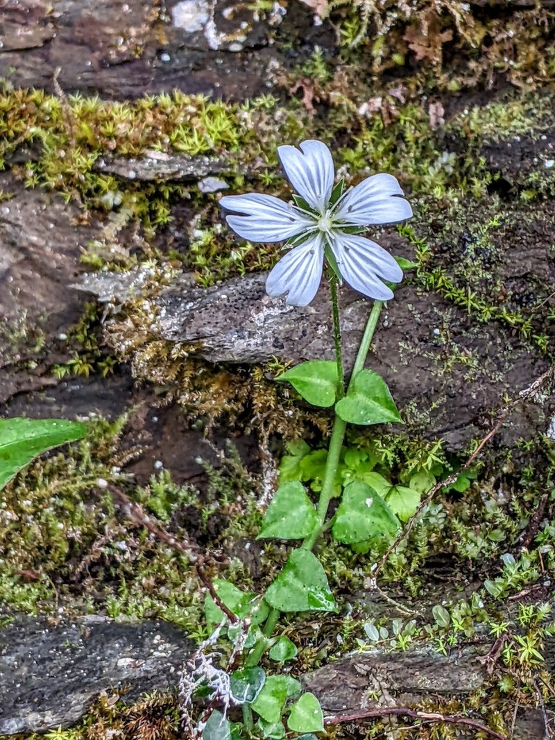 Nubelaria arisanensis photo 4