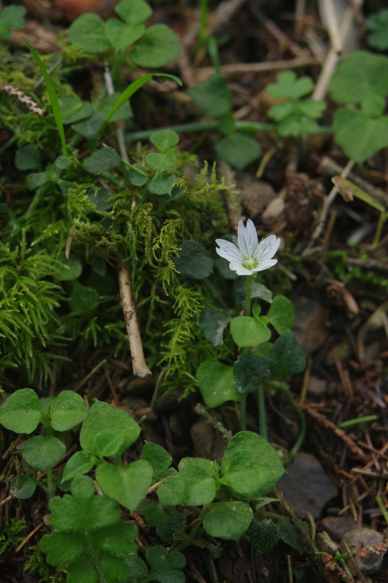Nubelaria arisanensis photo 5