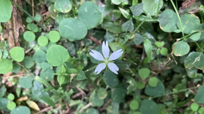 Nubelaria arisanensis photo 6