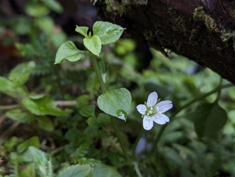 Nubelaria arisanensis photo 8