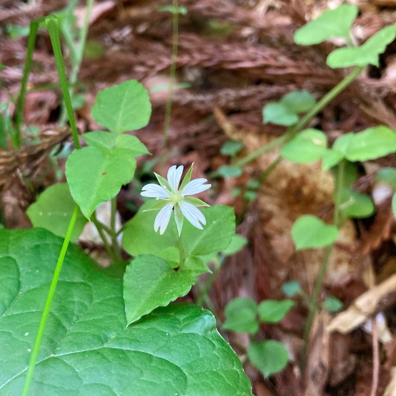Nubelaria diversiflora photo 2