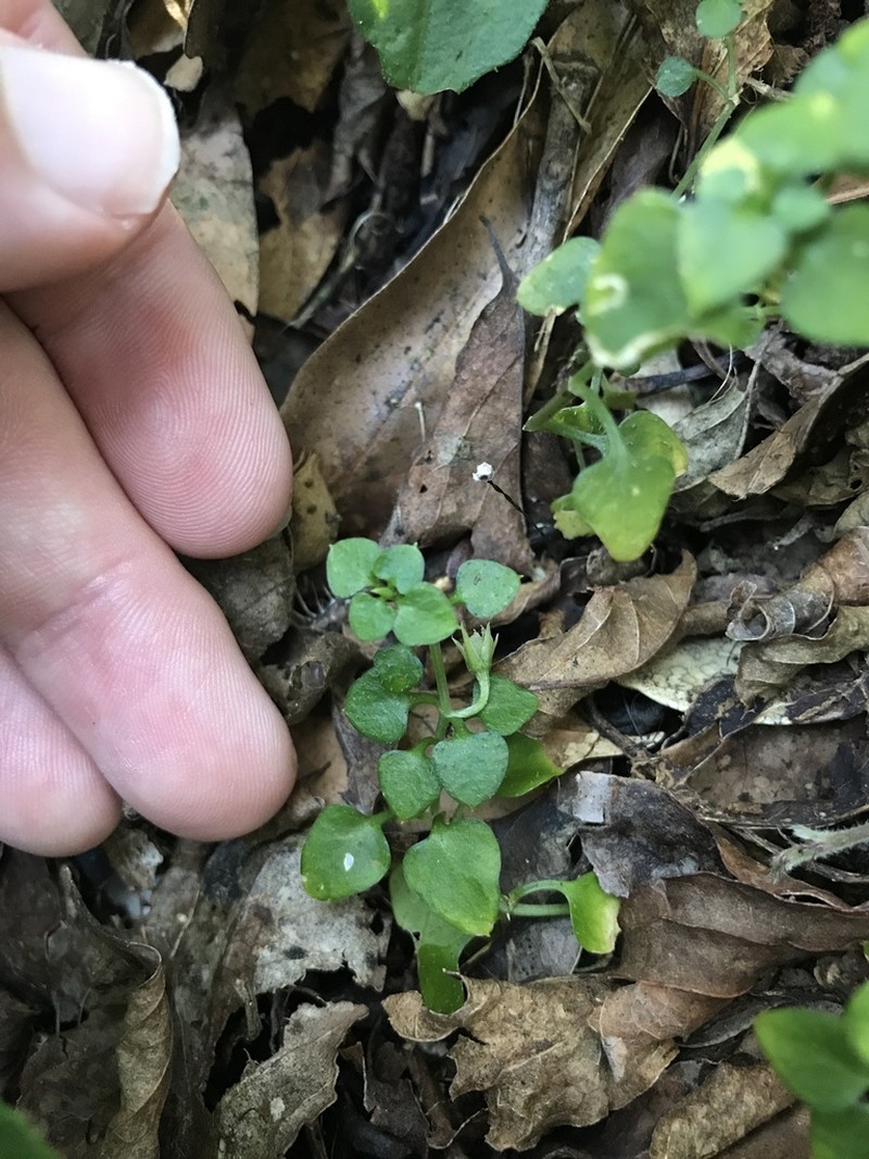 Nubelaria diversiflora photo 3