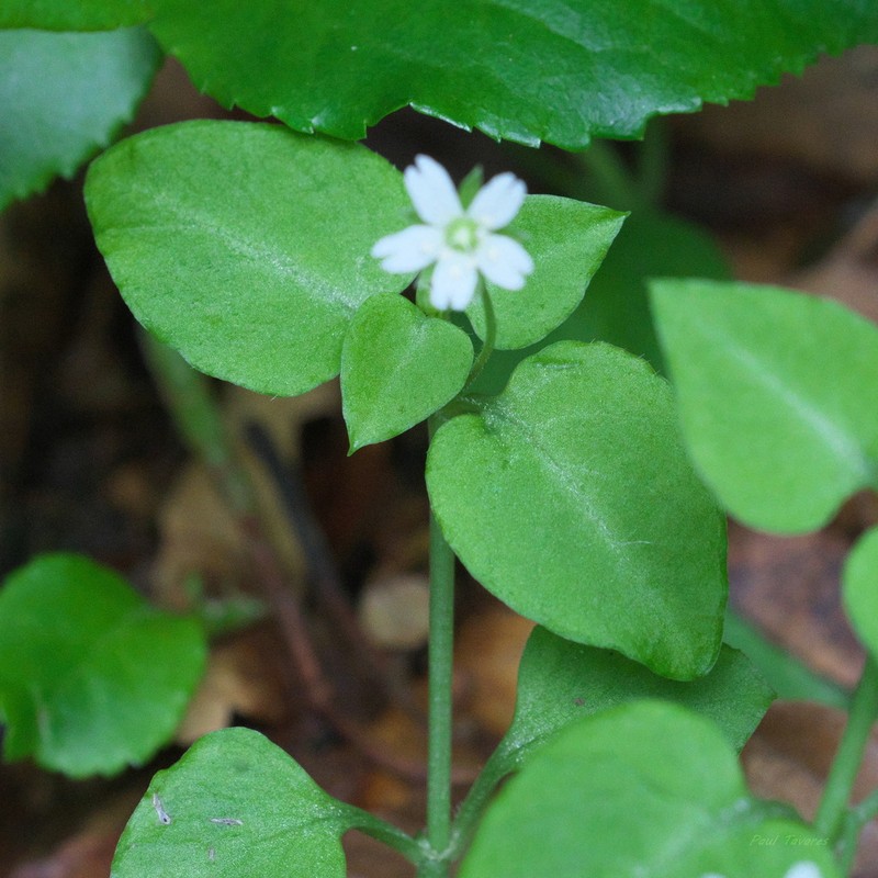 Nubelaria diversiflora photo 4