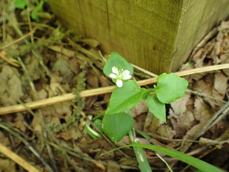 Nubelaria diversiflora photo 5