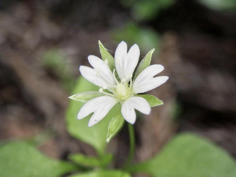 Nubelaria diversiflora photo 6