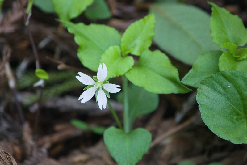 Nubelaria diversiflora photo 7