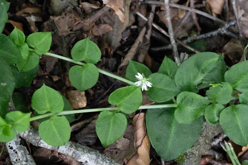 Nubelaria diversiflora photo 8