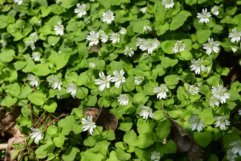 Nubelaria wushanensis