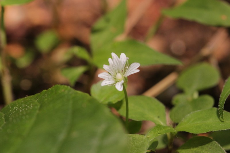 Nubelaria wushanensis photo 2