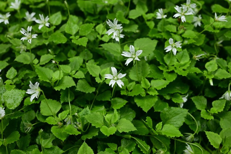 Nubelaria wushanensis photo 3