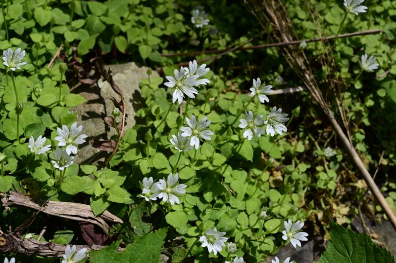 Nubelaria wushanensis photo 4