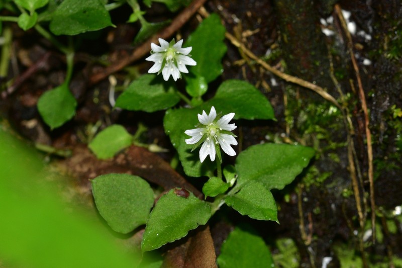 Nubelaria wushanensis photo 5