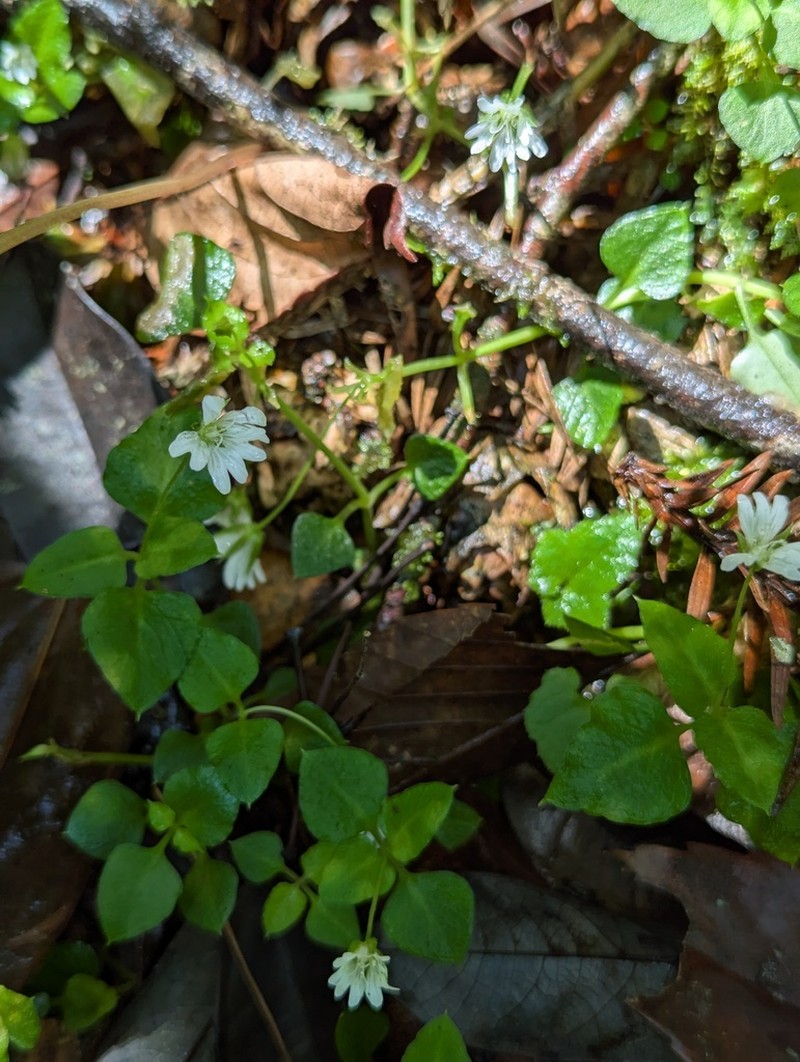 Nubelaria wushanensis photo 6
