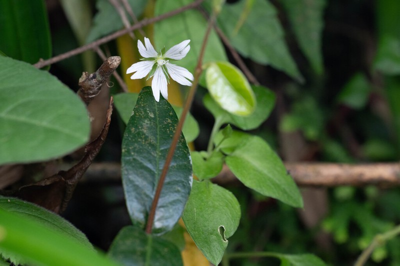 Nubelaria wushanensis photo 7