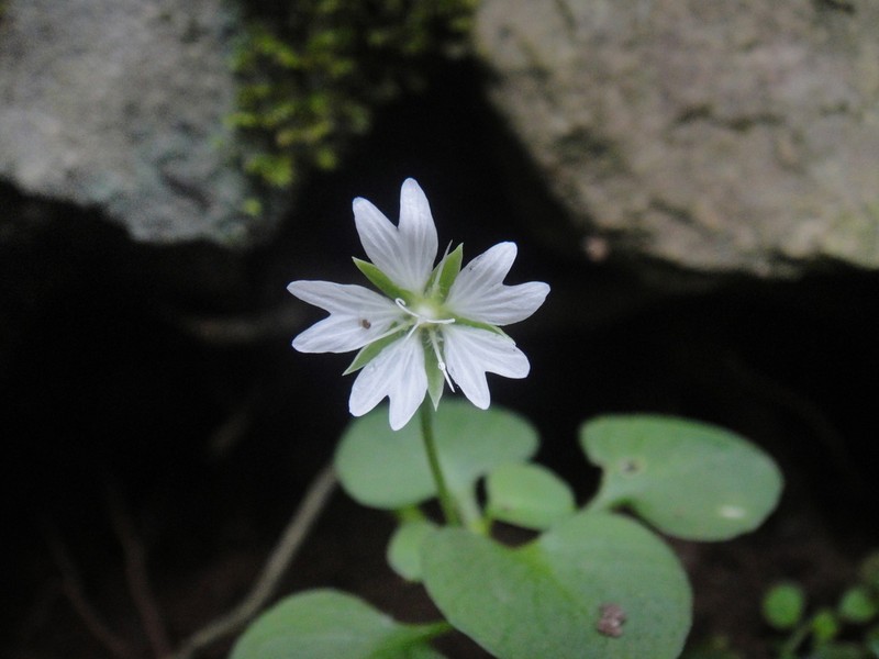 Nubelaria wushanensis photo 8