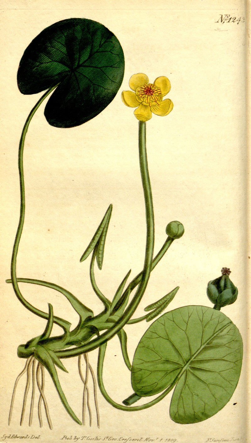 Nuphar × rubrodisca