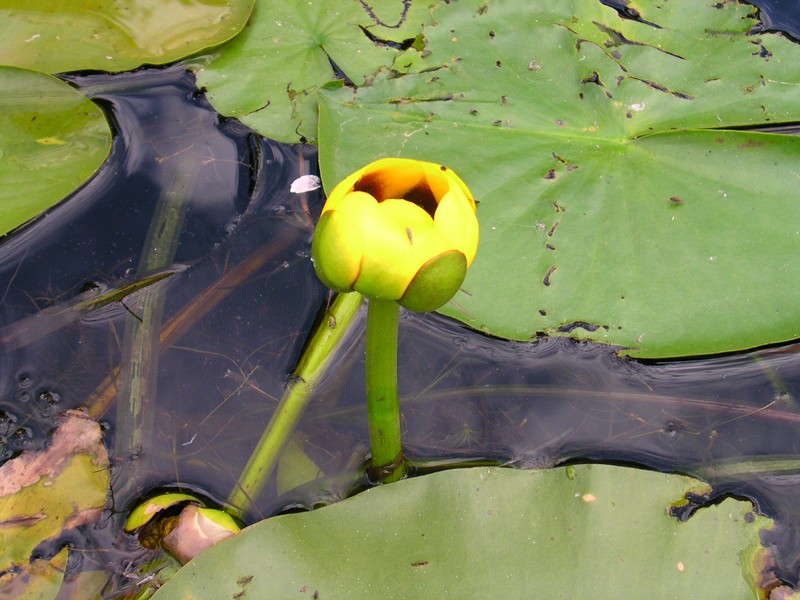 Nuphar × rubrodisca photo 2