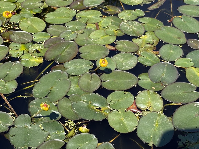 Nuphar × rubrodisca photo 3