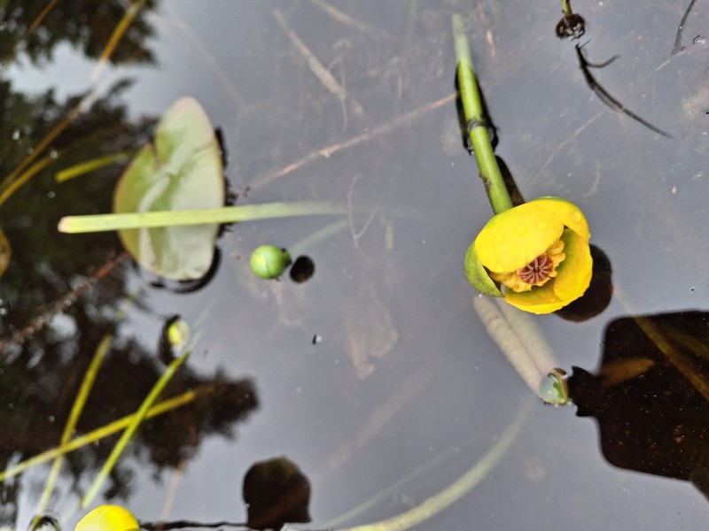 Nuphar × rubrodisca photo 4