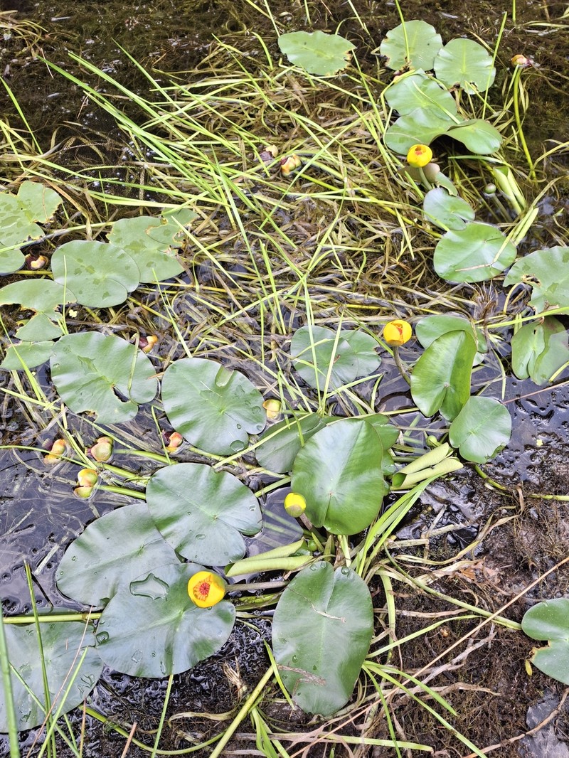 Nuphar × rubrodisca photo 5