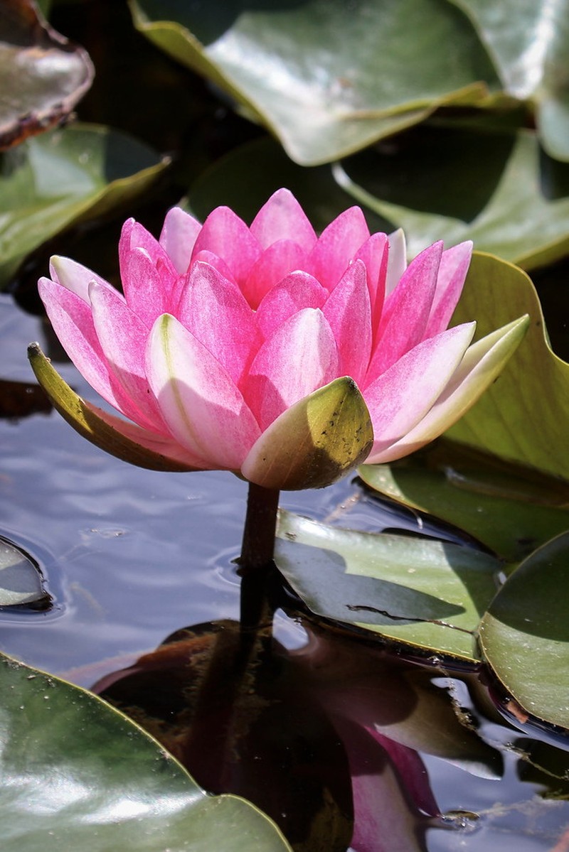 Nuphar × rubrodisca photo 6