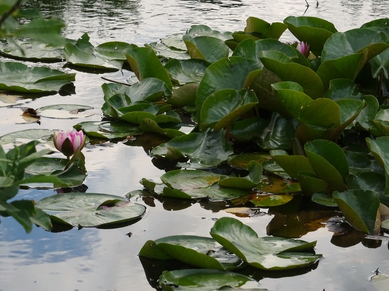 Nuphar × rubrodisca photo 7