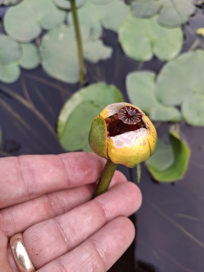 Nuphar × rubrodisca photo 8