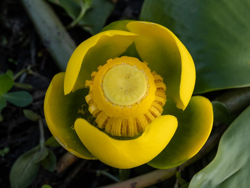Nuphar advena