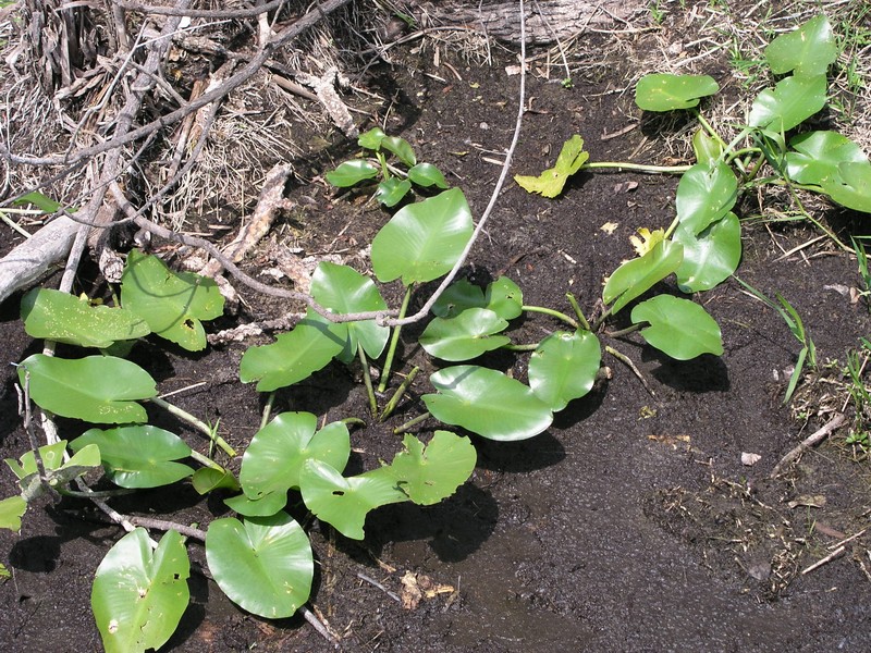Nuphar advena photo 2