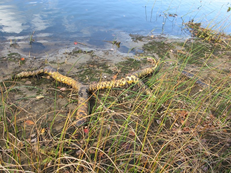 Nuphar advena photo 3