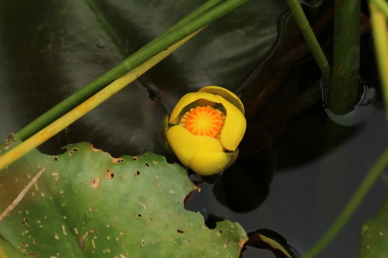 Nuphar advena photo 4