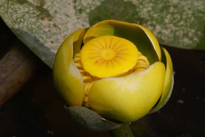 Nuphar advena photo 5