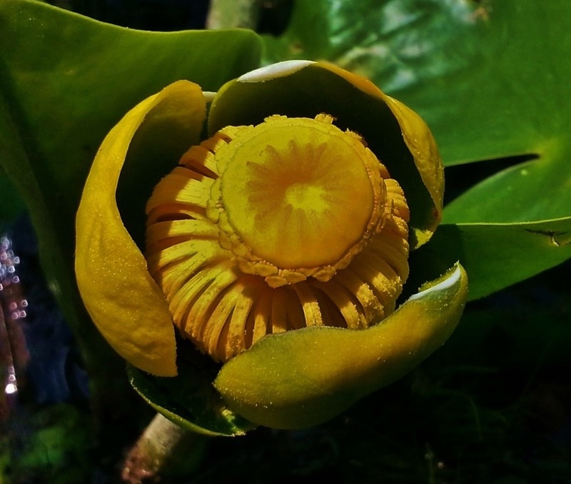 Nuphar advena photo 6