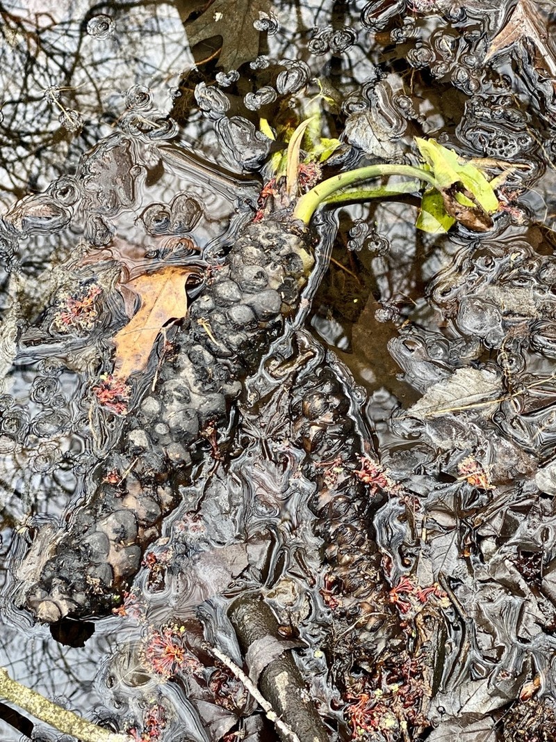 Nuphar advena photo 7