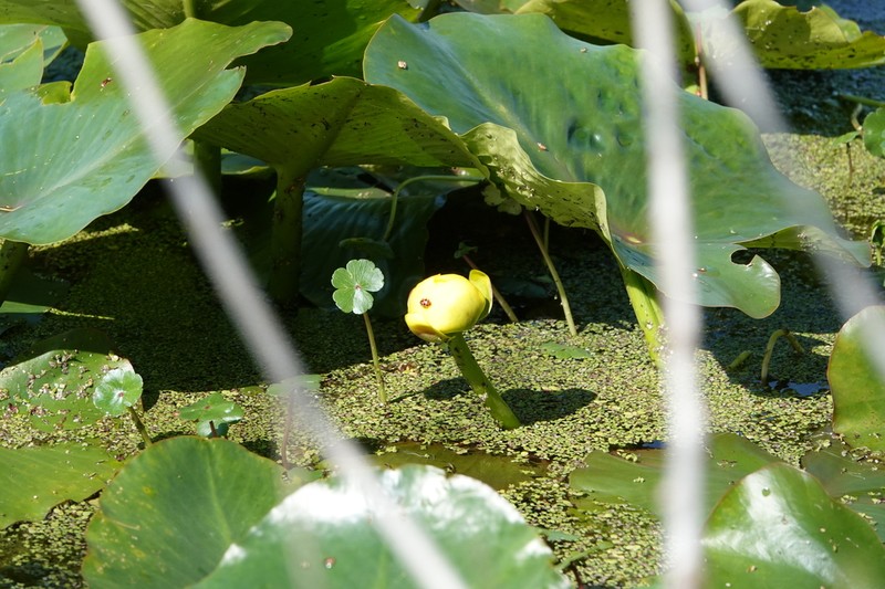 Nuphar advena photo 8