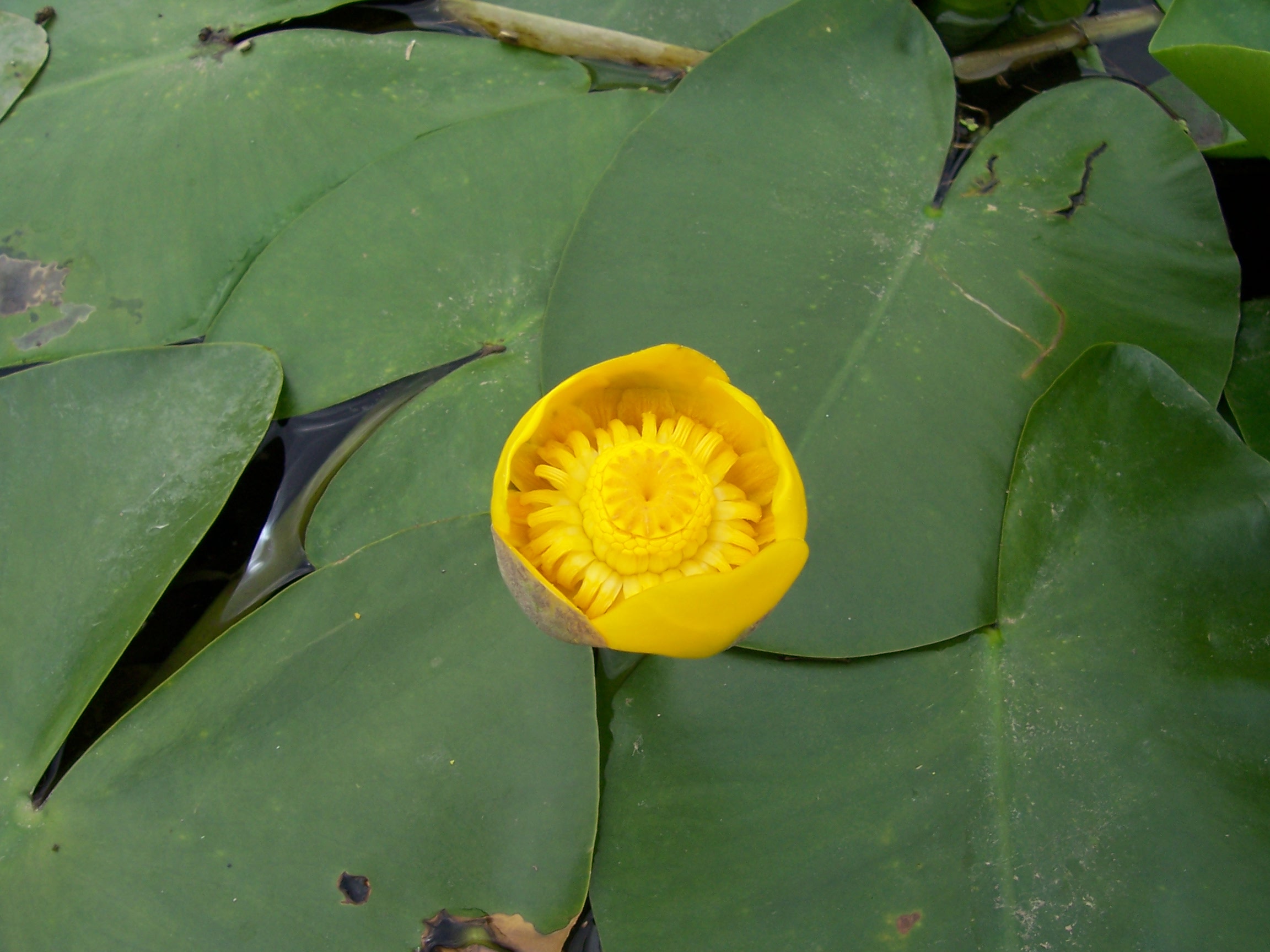 Yellow Pond-Lily
