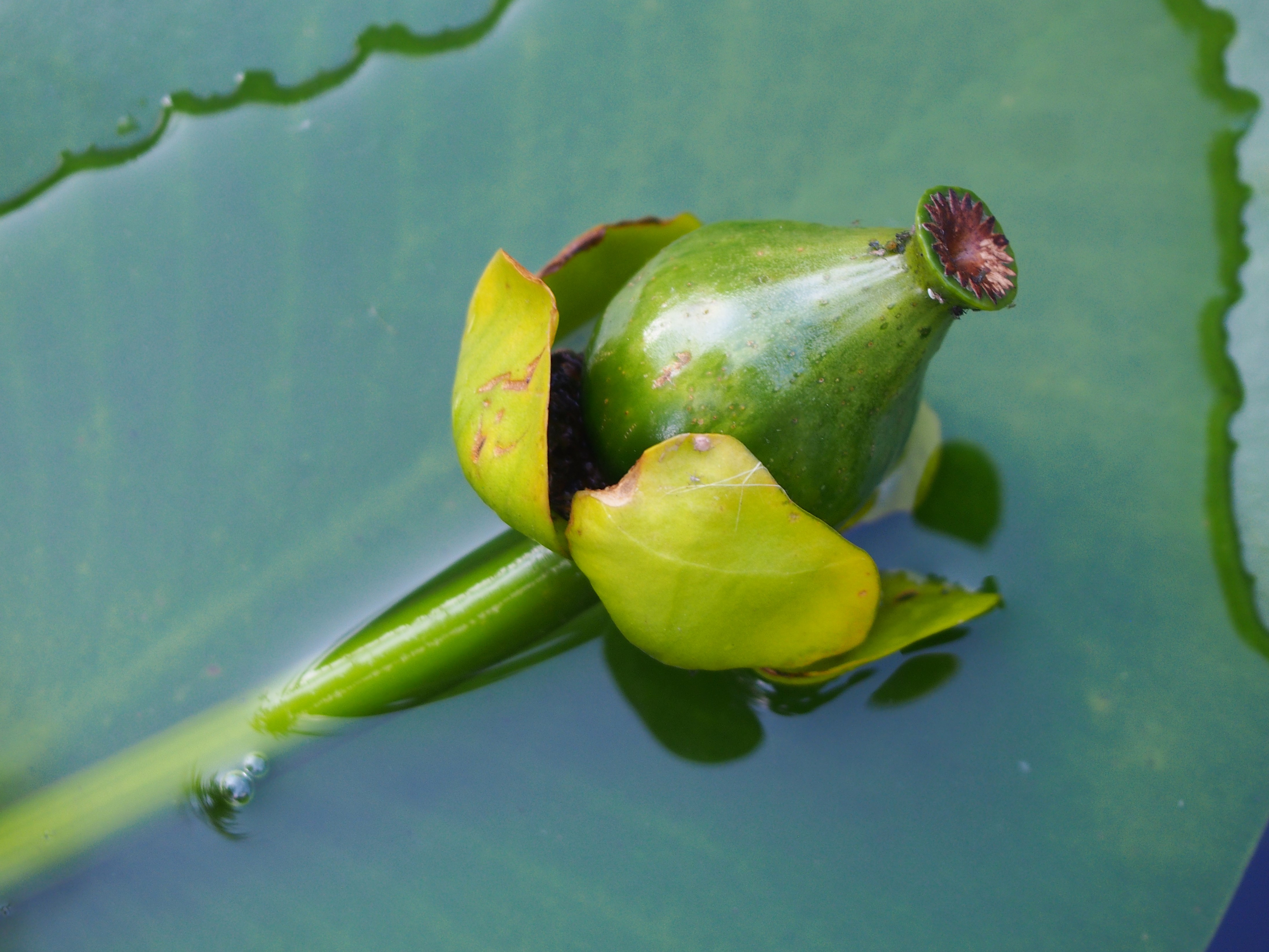 Yellow Pond-Lily photo 5