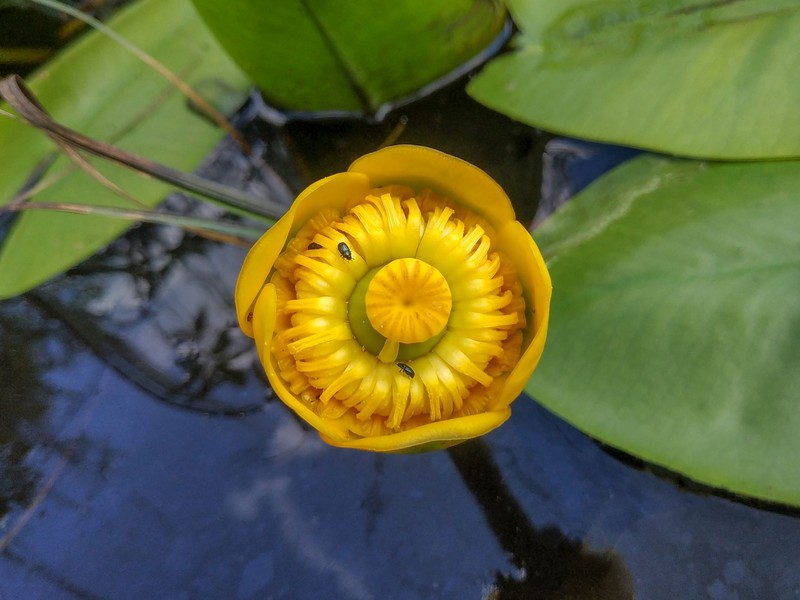 Yellow Pond-Lily photo 6