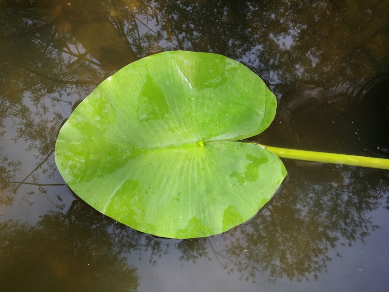 Yellow Pond-Lily photo 7