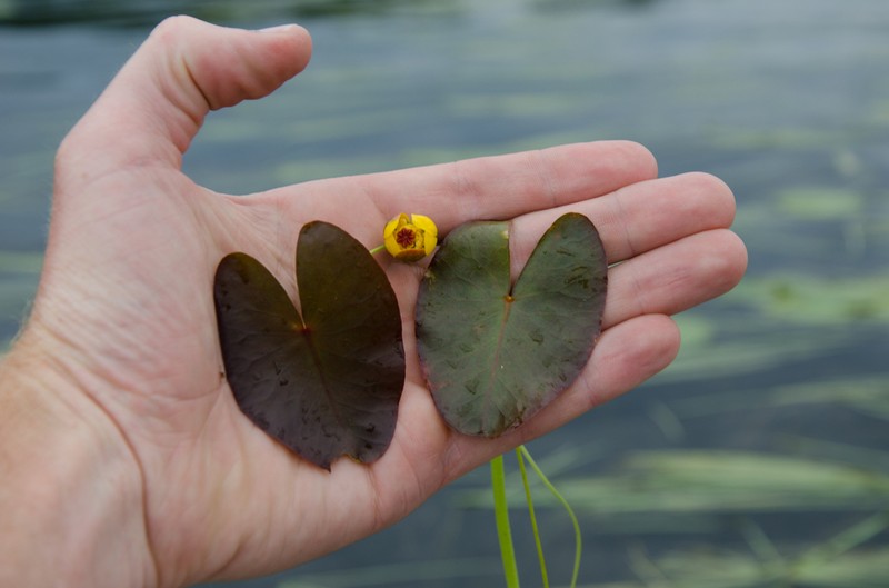 Nuphar microphylla photo 2