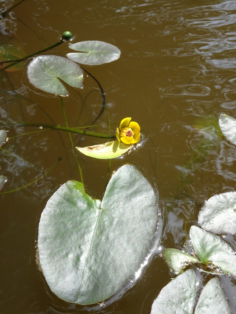 Nuphar microphylla photo 3