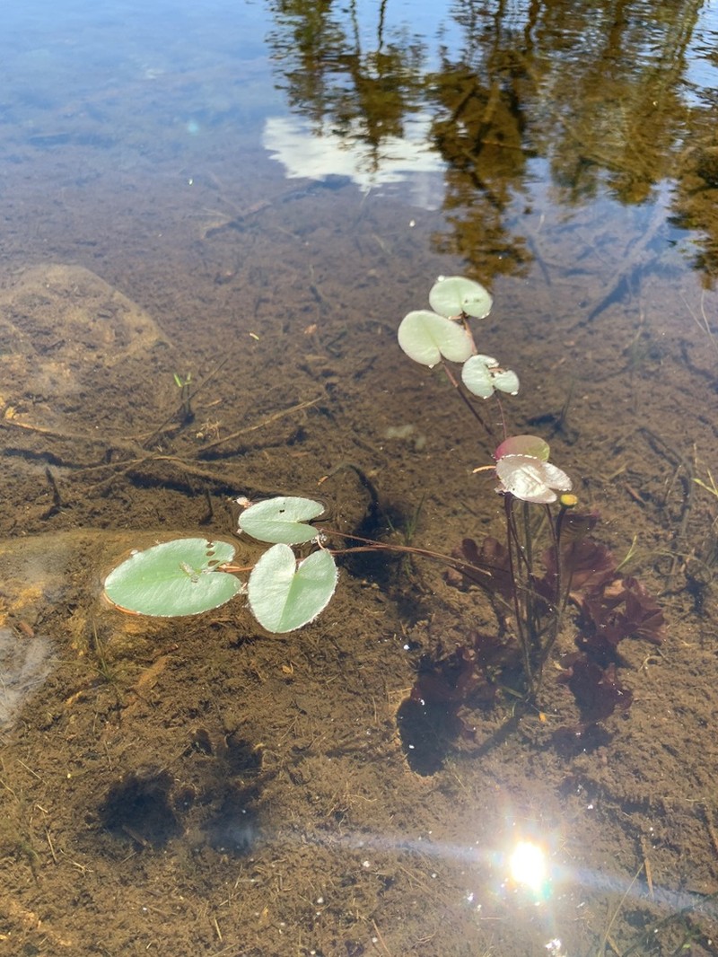 Nuphar microphylla photo 4