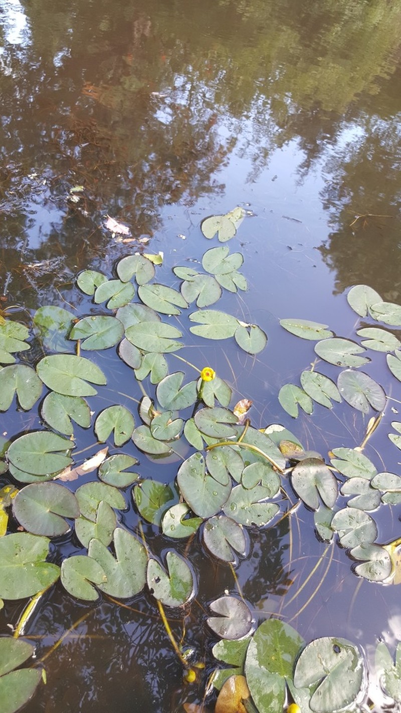 Nuphar microphylla photo 5