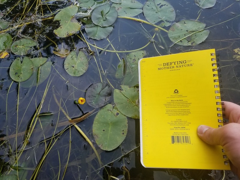 Nuphar microphylla photo 6
