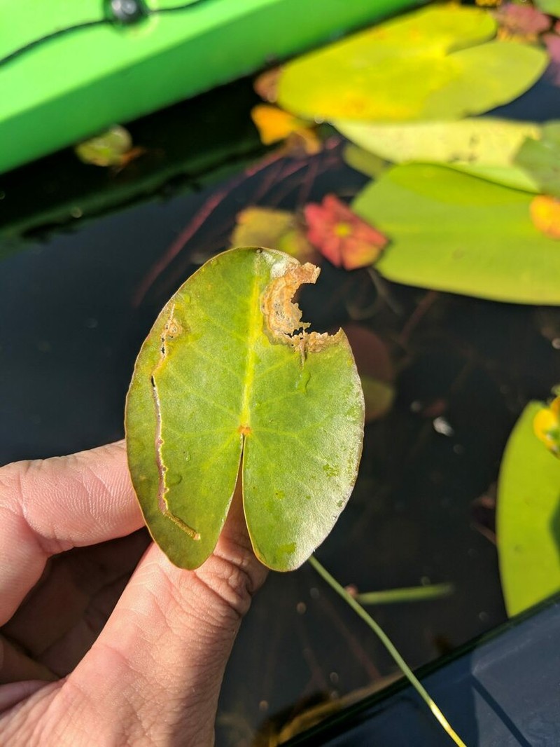 Nuphar microphylla photo 7
