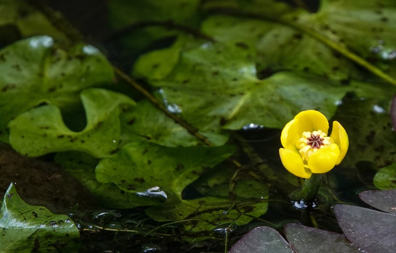 Nuphar microphylla photo 8