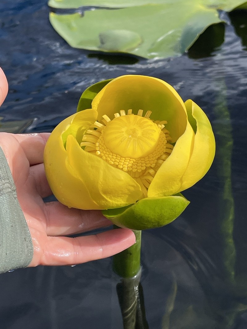 Nuphar orbiculata