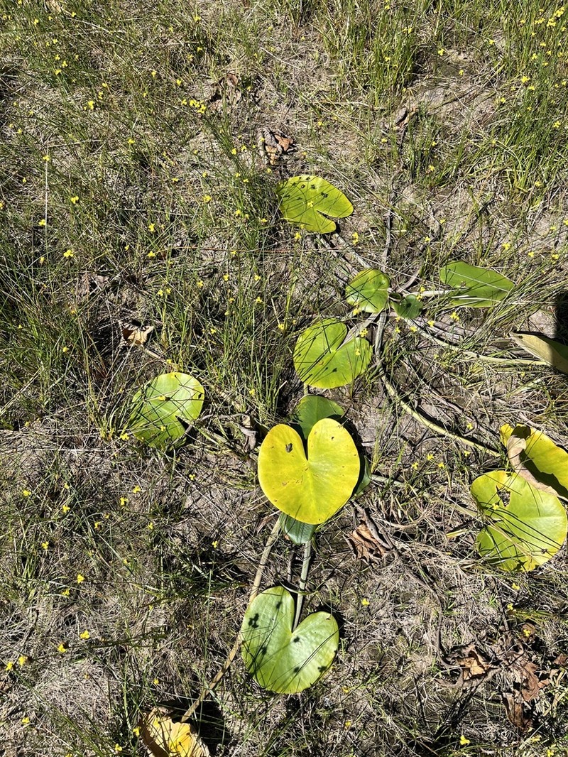 Nuphar orbiculata photo 2